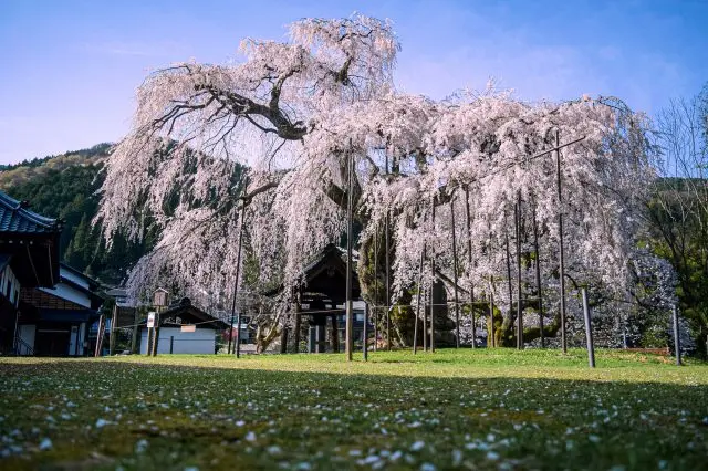 境内に咲き誇るシダレザクラは必見
