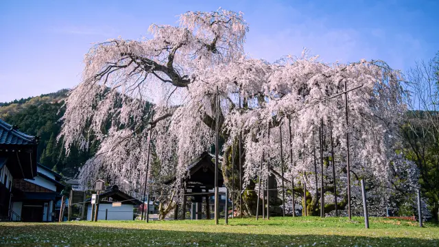 不要錯過境內盛開的枝垂櫻