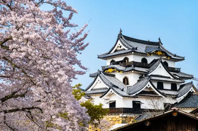 國寶天守與滿開的櫻花同框美景