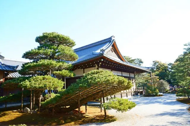 树龄超过600年的盆栽「陆舟之松」