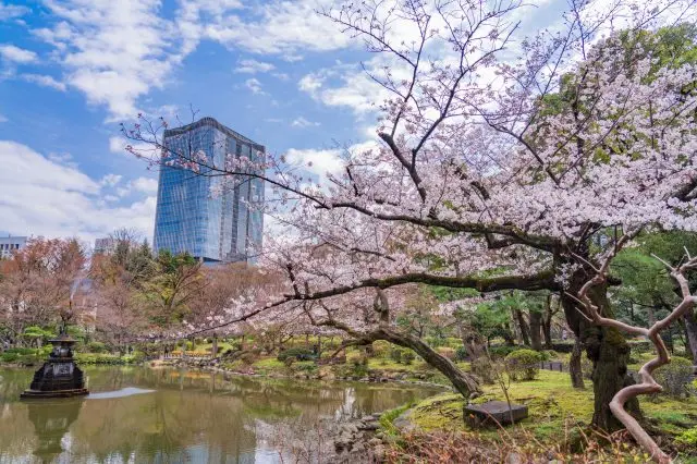 都市高層建築與櫻花相映成趣的畫面是日比谷公園獨有的景觀