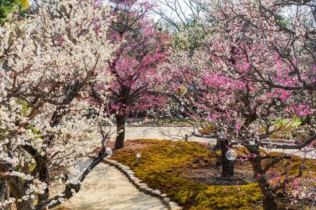 神社境內開滿了菅原道喜愛的梅花