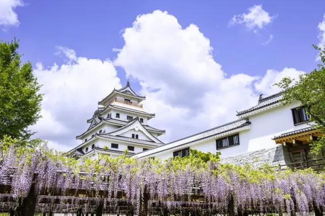 天守閣と藤の花が綺麗に収まる画角を探してみよう