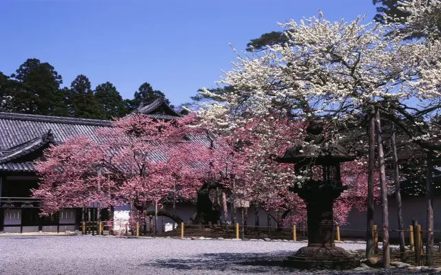 伊達政宗が手植えしたと伝わる「臥龍梅」