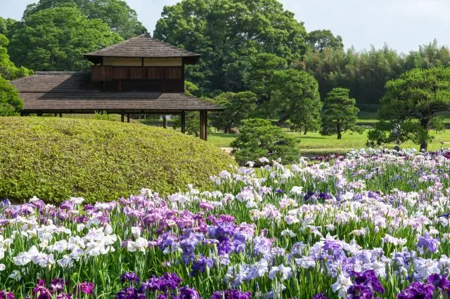 夏天有3000多株花菖蒲同时绽放