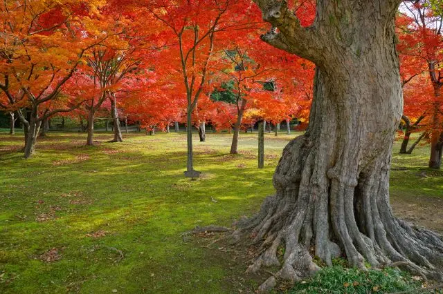 「千入之森」是庭园内最有人气的赏枫景点