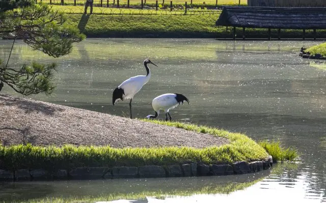 在庭园池塘里戏水玩耍的丹顶鹤