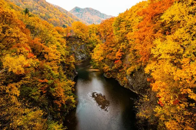Iconic Japanese vibes of a mountain valley dyed in the hue of autumn leaves