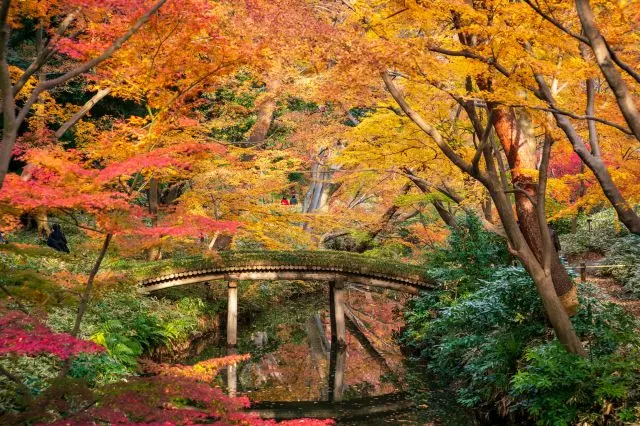 A Japanese garden colored by autumn leaves