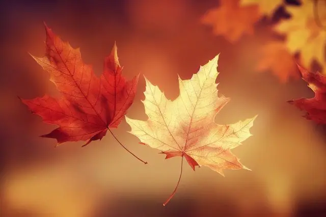 日本の紅葉が持つ魅力と日本人ならではの紅葉の楽しみ方