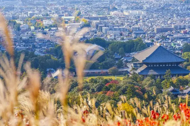 透過若草山的芒草，眺望東大寺大佛殿與奈良街景