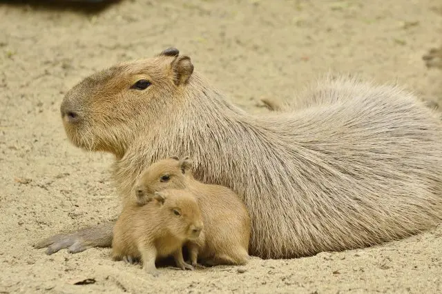 愛らしい表情のカピバラをゆっくり眺めて癒されよう