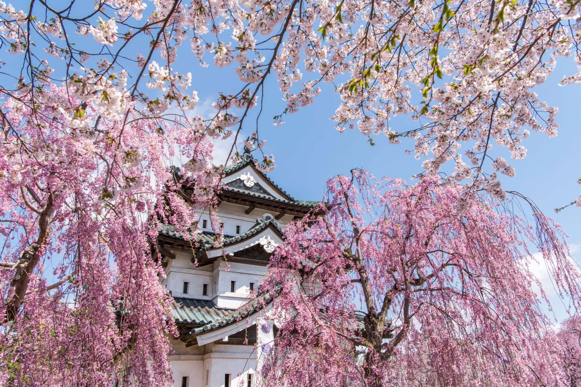歴史と桜を満喫できる名城・弘前城の観光ガイド