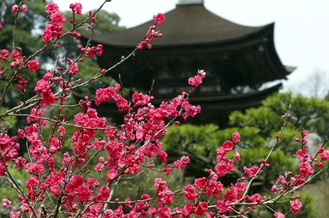 梅と国宝が作り出す風情ある空間