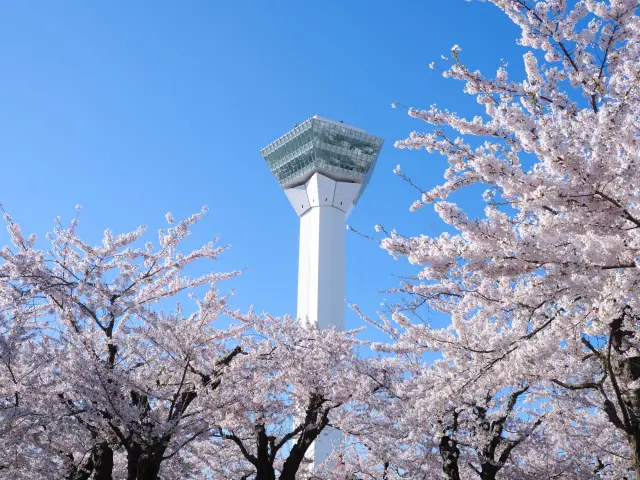 五稜郭タワーと桜
