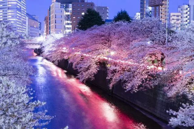 「目黒川」のライトアップされた夜桜の風景は圧巻