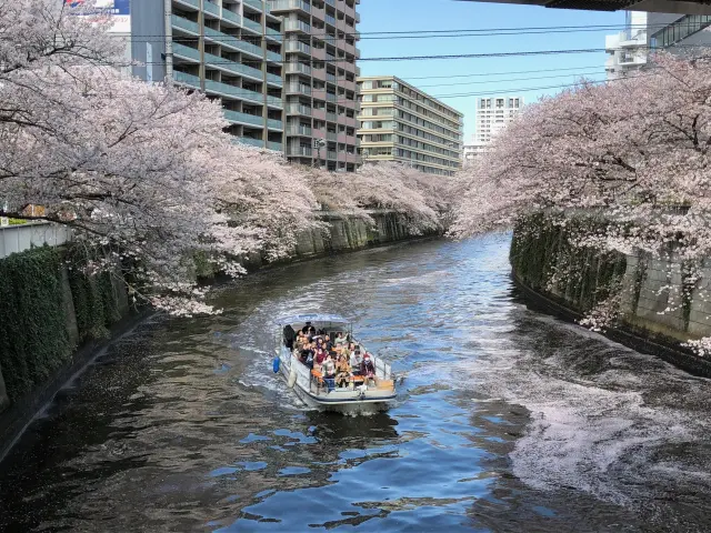 可以避開地上的擁擠混亂，從河上悠然欣賞櫻花隧道的絕佳美景