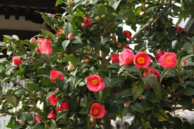 元興寺の境内を彩る椿