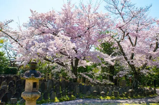境内の景色と調和して美しい景観を生み出す影向桜