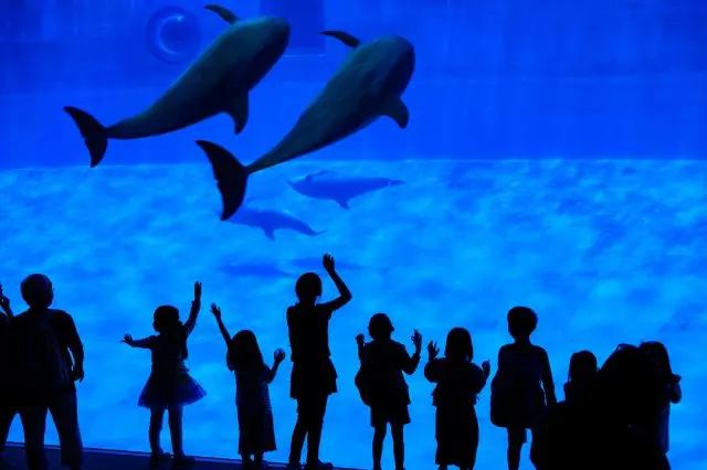 舉辦各種活動的北館，能悠閒地觀賞自然狀態下的海豚模樣