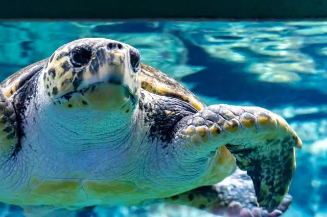海龜悠游其中的「海龜迴游水路」也是不可錯過的亮點之一