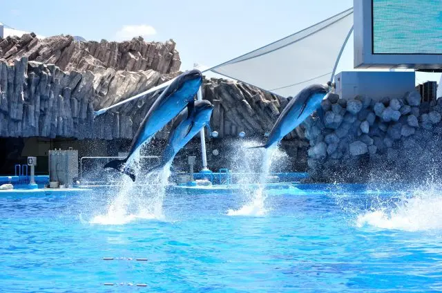 【名古屋港水族館完整指南】必看重點、週邊景點一篇搞定！