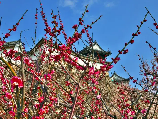 桜以外にも様々な花が咲き乱れる