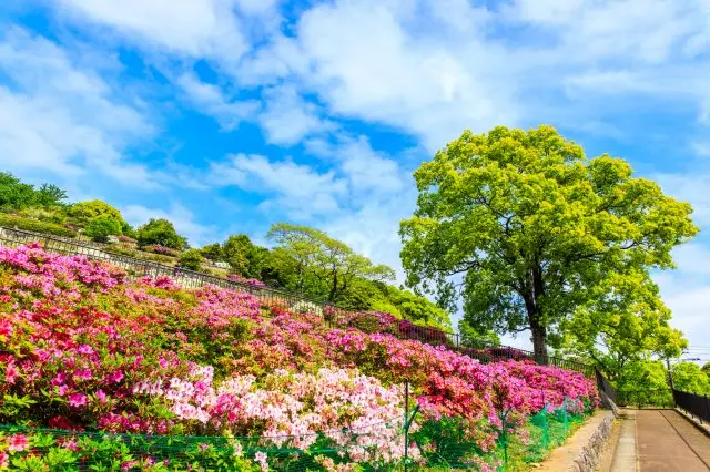 不光有夜景！還可以在「稻佐山公園」欣賞令人賞心悅目的鮮花