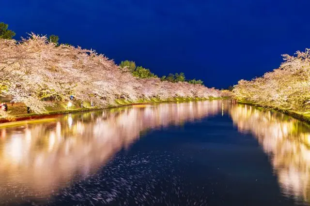 日没後はライトアップされた幻想的な桜とお堀が楽しめる