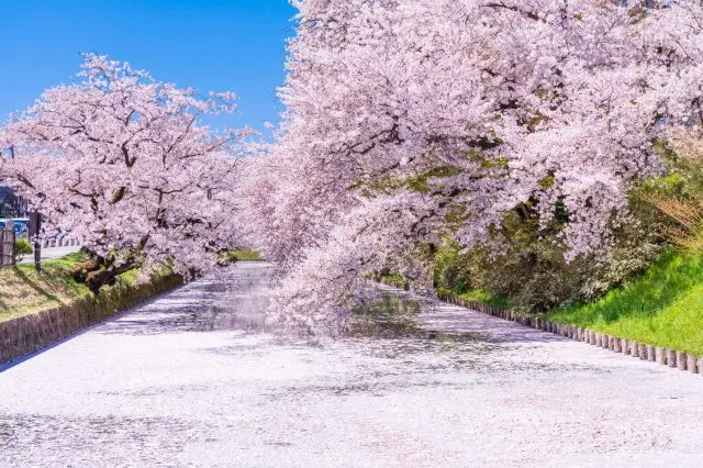 お堀を桜の花びらが埋め尽くす絶景