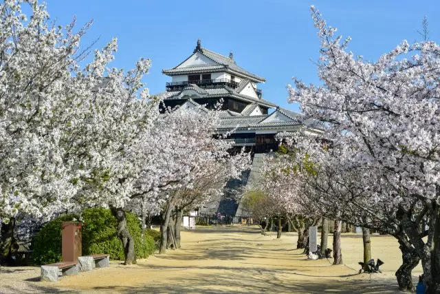歴史的建造物と桜が調和した美しい景観を楽しもう