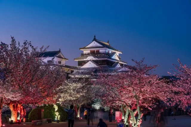 昼とは全く異なる魅力を持つ夜桜と松山城