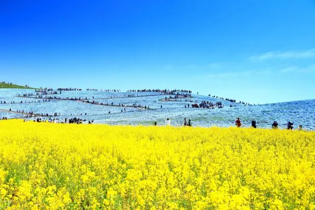 【国营常陆海滨公园完整指南】必看重点&周边景点一篇掌握！