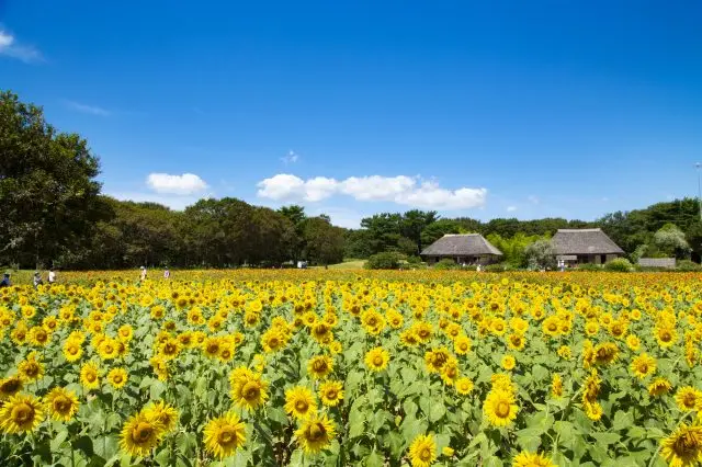 在见晴区能欣赏到堪称是日本原始风景的景观