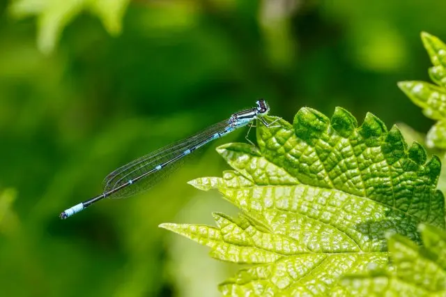 来观察蜻蜓和斑北鳅等生物吧～