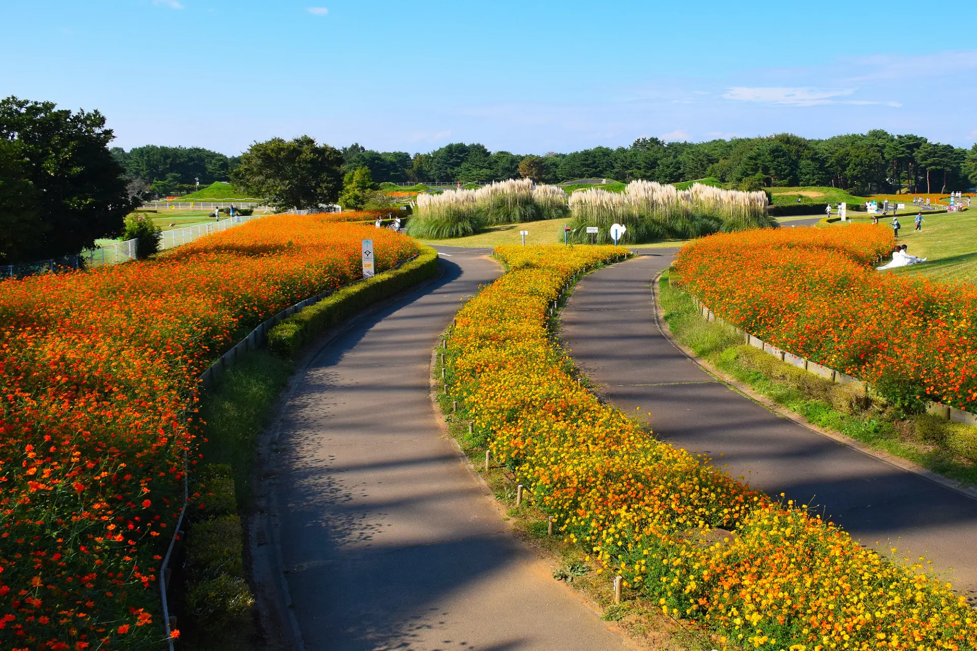 兩旁開滿波斯菊的自行車道
