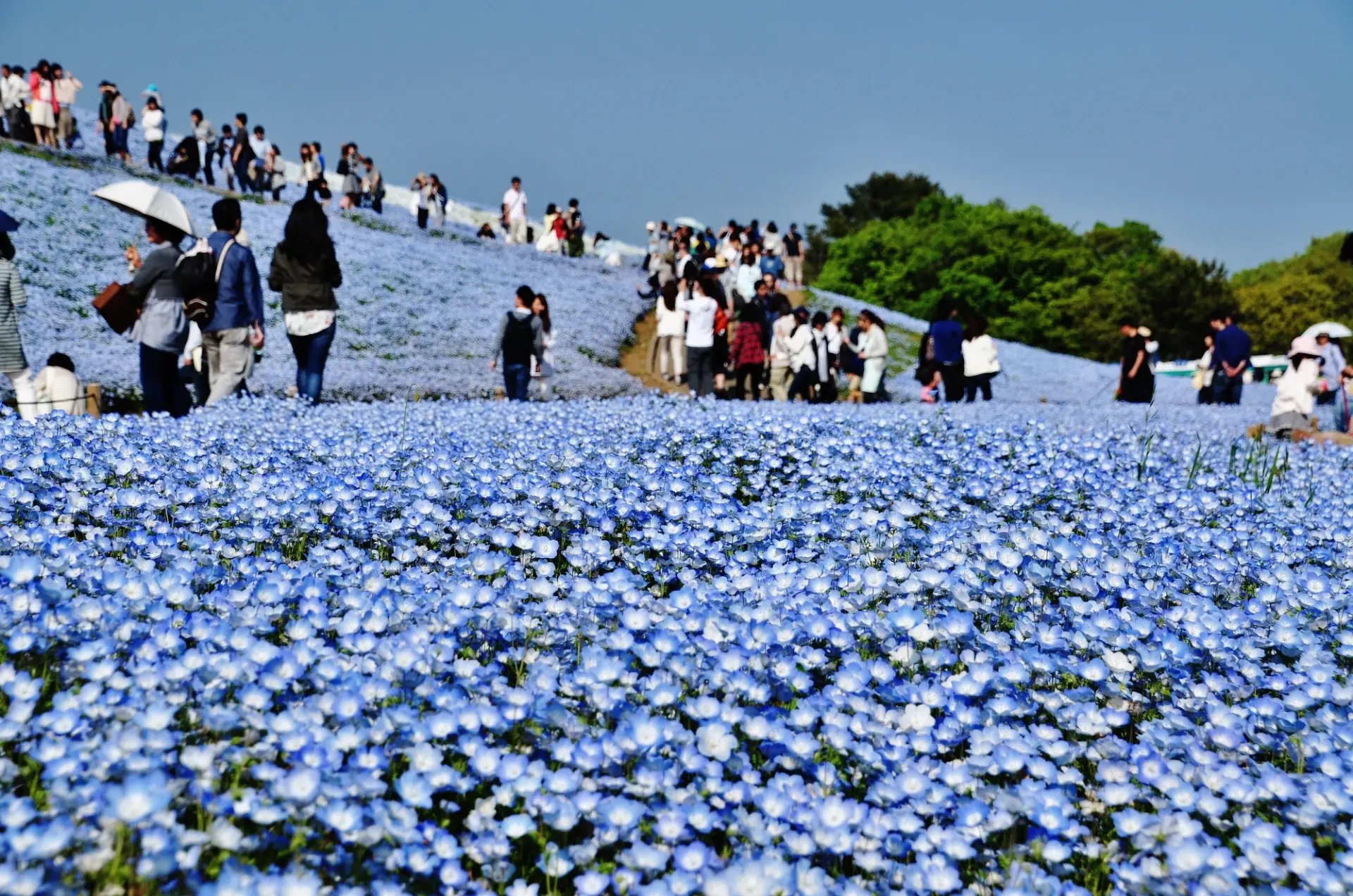 因為是吸引日本國內外旅客造訪的賞花名所，所以請事先做足準備