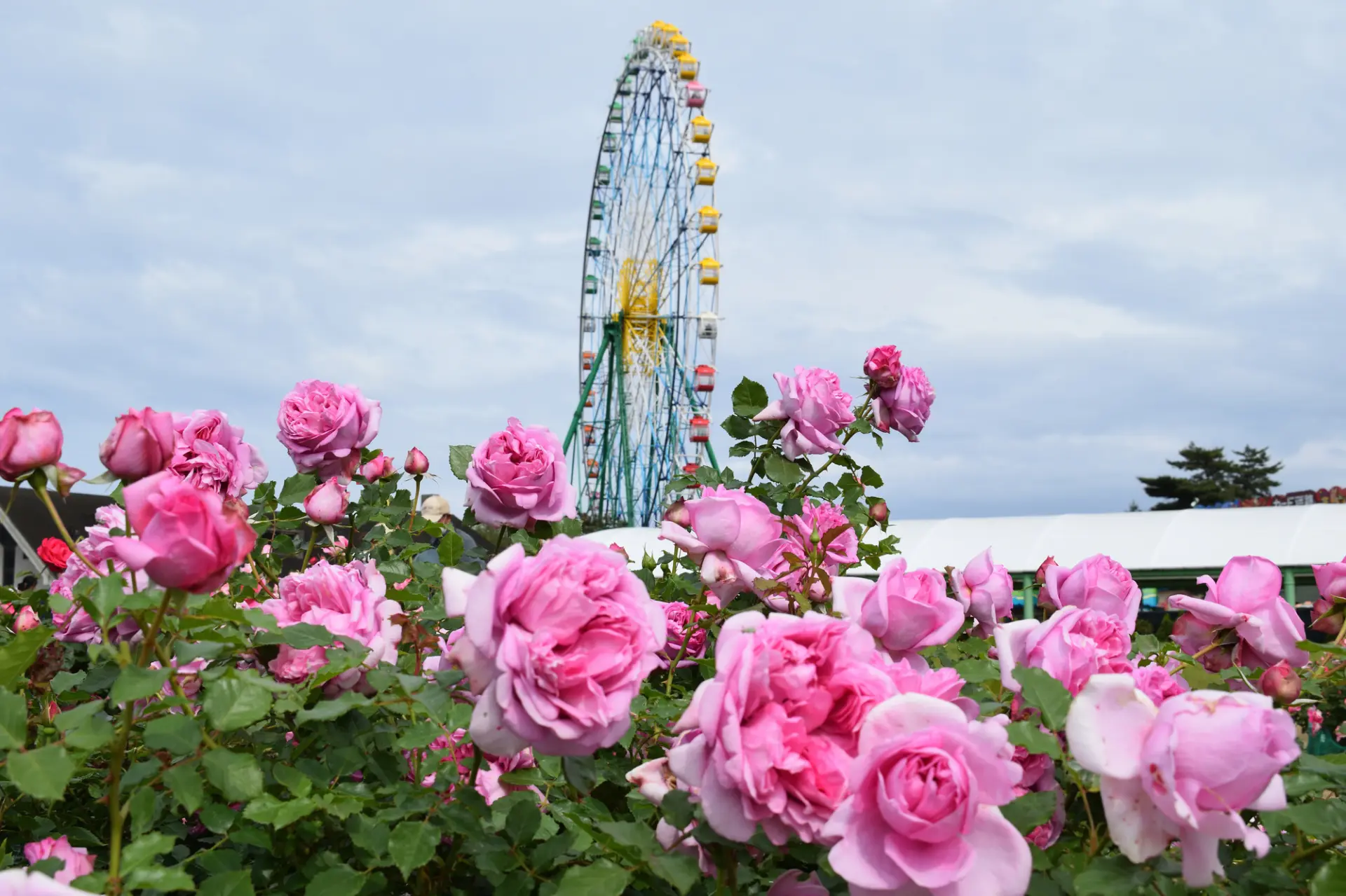初夏能拍到玫瑰與摩天輪同框美景