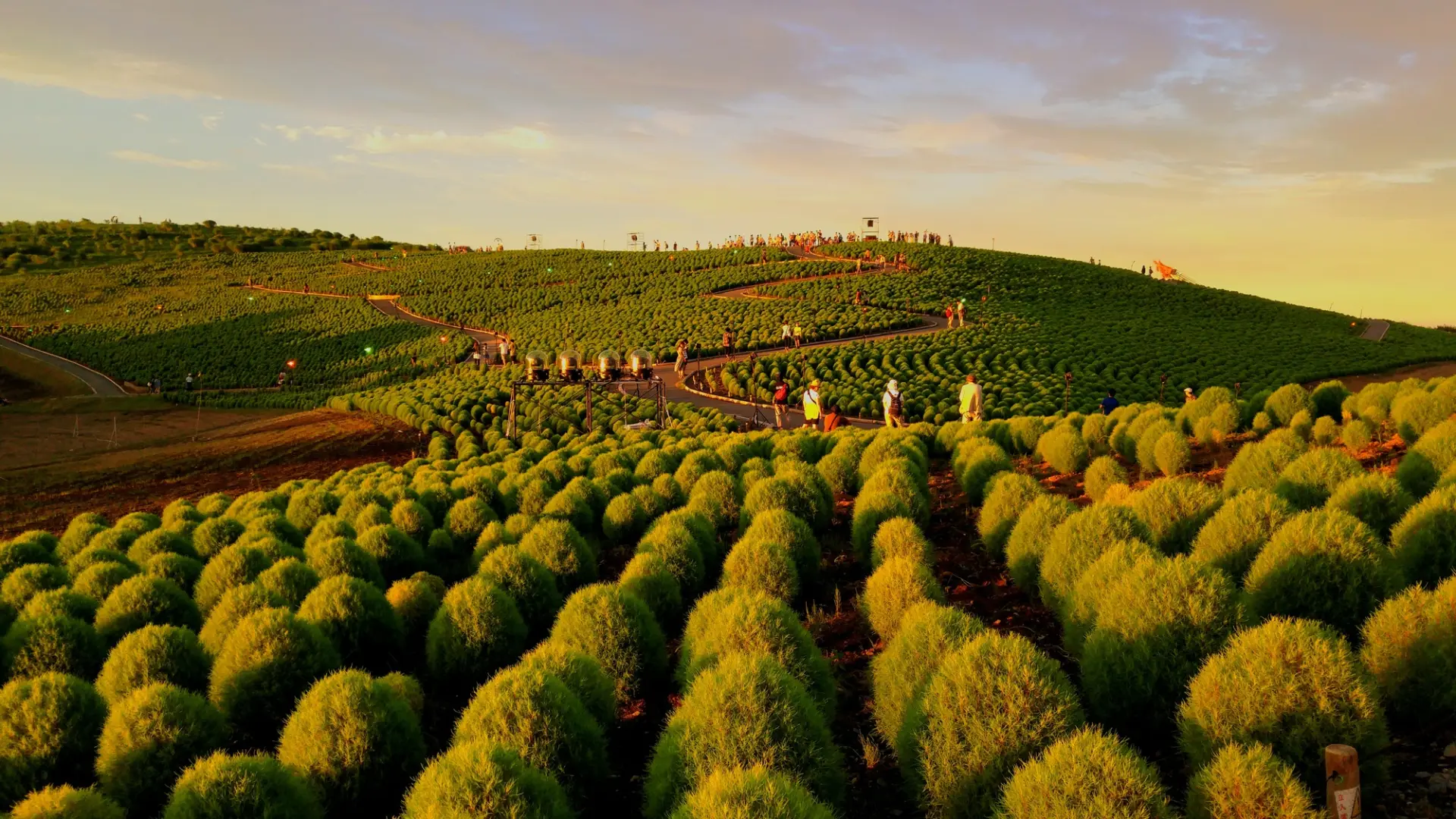 在「見晴之丘」欣賞被夕陽染紅的掃帚草