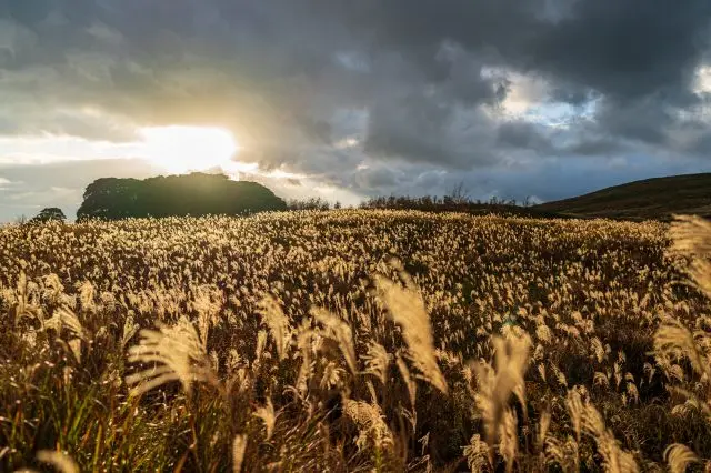 夕陽染紅芒草的迷人風景
