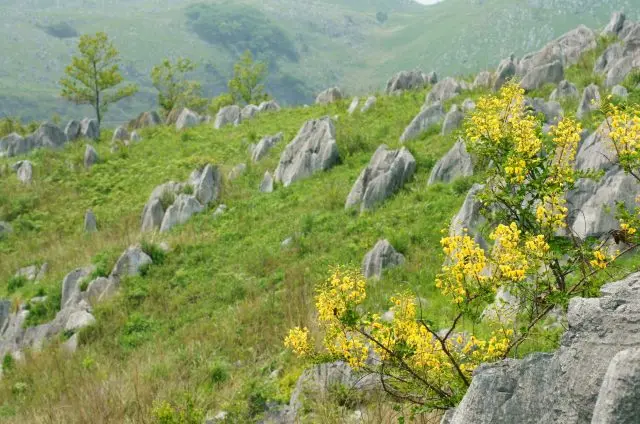 繽紛花卉點綴草原的春之「秋吉台」