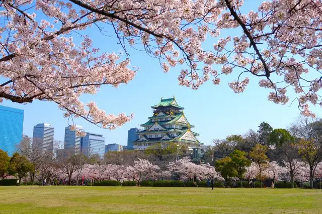 Tower of Osaka Castle, a popular spot for viewing cherry blossoms.