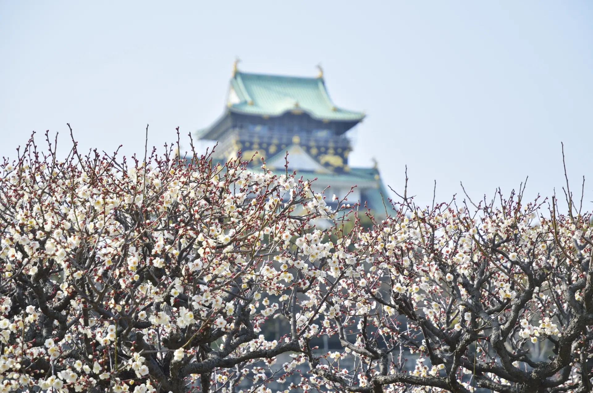満開の梅林越しにそびえる天守閣