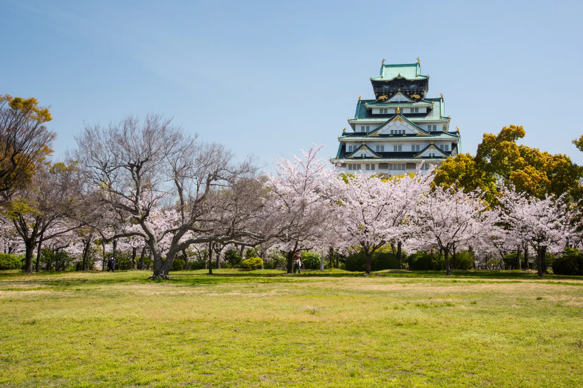 満開の桜越しに眺める大阪城天守閣