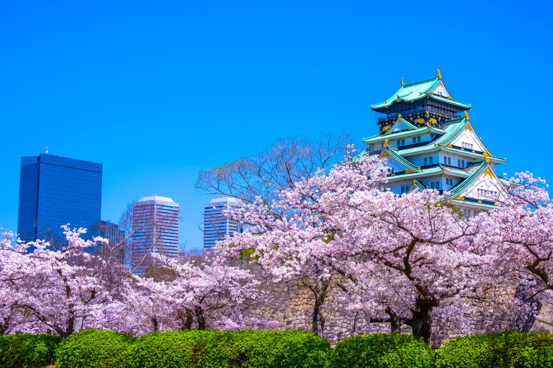 桜と天守閣のコラボレーション