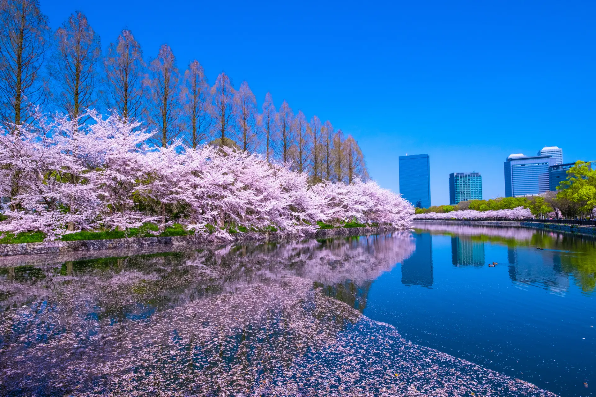 お城と桜以外の景色も見られる
