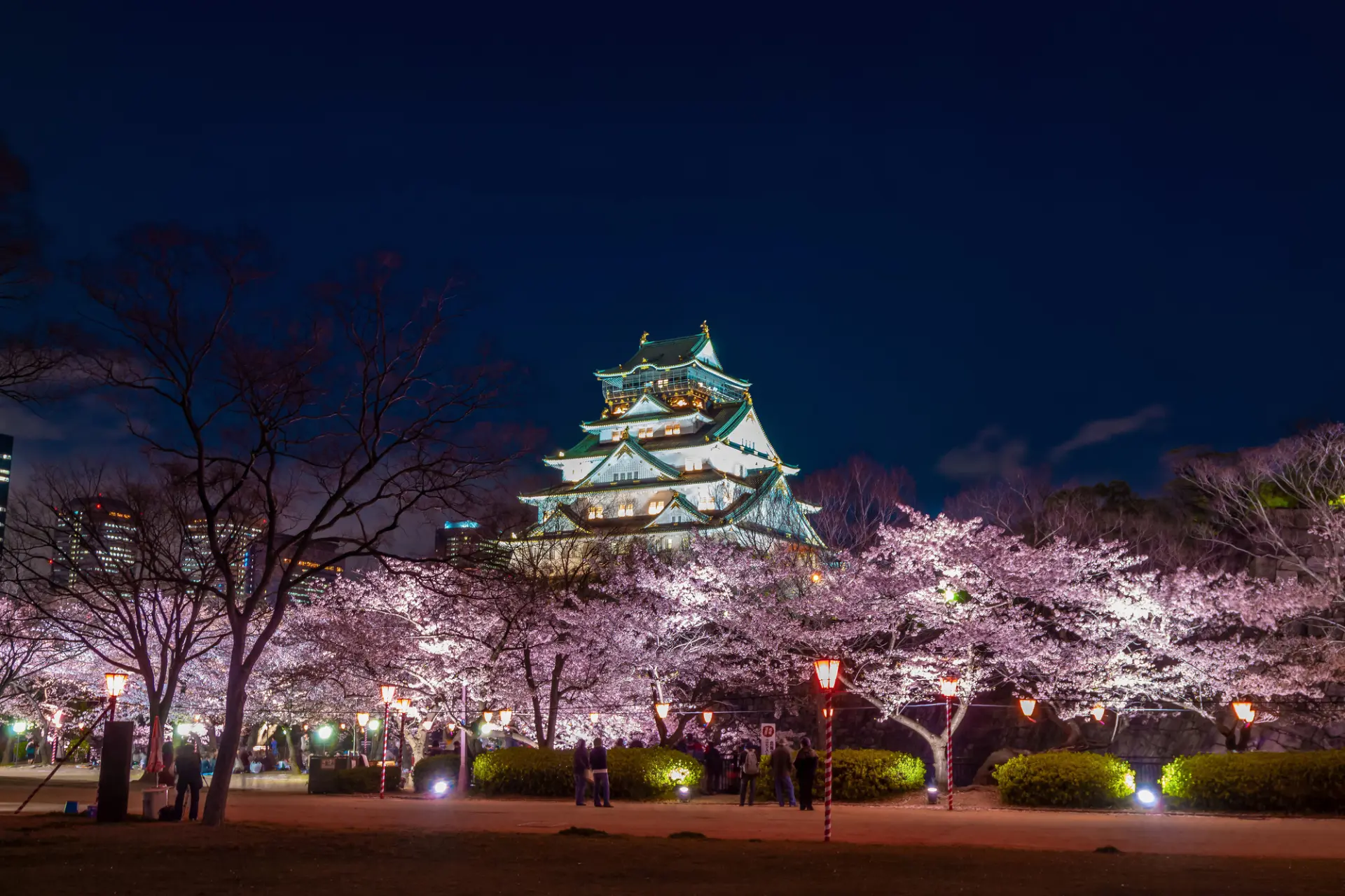 ライトアップされた、幻想的な天守閣と桜も必見