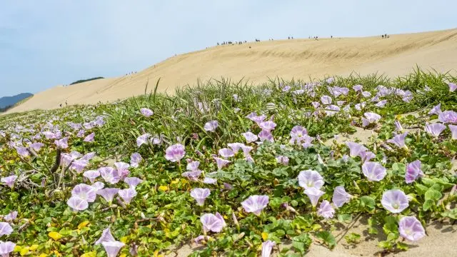 盛開在沙丘之上，美麗的田旋花
