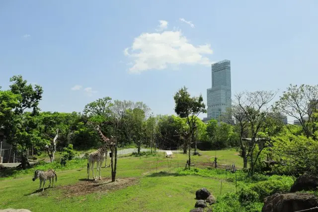 都会ならではの景観が見られるのも「天王寺動物園」の魅力のひとつ