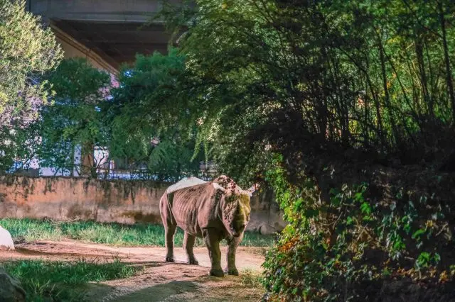 夜ならではの生態が見られるかも？